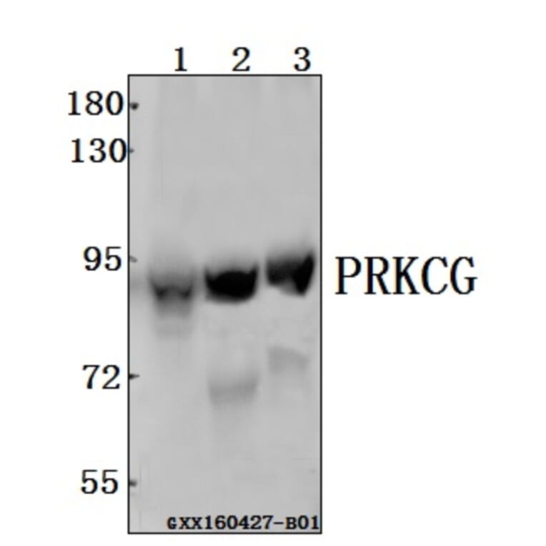 Anti-PRKCG Antibody from Bioworld Technology (BS61544) - Antibodies.com