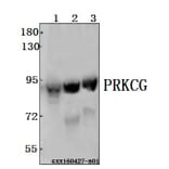 Anti-PRKCG Antibody from Bioworld Technology (BS61544) - Antibodies.com