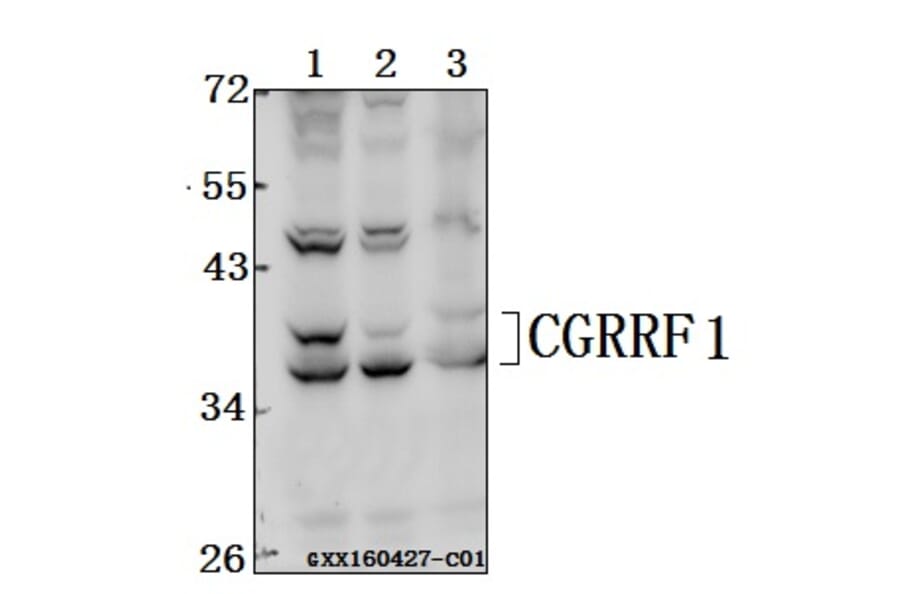 Anti-CGRRF1 Antibody from Bioworld Technology (BS61545) - Antibodies.com