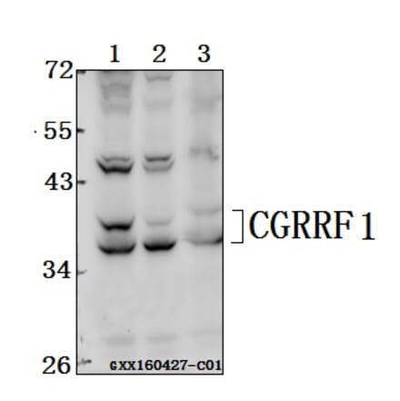 Anti-CGRRF1 Antibody from Bioworld Technology (BS61545) - Antibodies.com