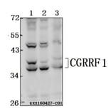 Anti-CGRRF1 Antibody from Bioworld Technology (BS61545) - Antibodies.com