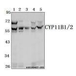 Anti-CYP11B1/2 Antibody from Bioworld Technology (BS61546) - Antibodies.com