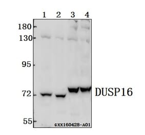 Anti-DUSP16 Antibody from Bioworld Technology (BS61547) - Antibodies.com