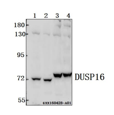 Anti-DUSP16 Antibody from Bioworld Technology (BS61547) - Antibodies.com
