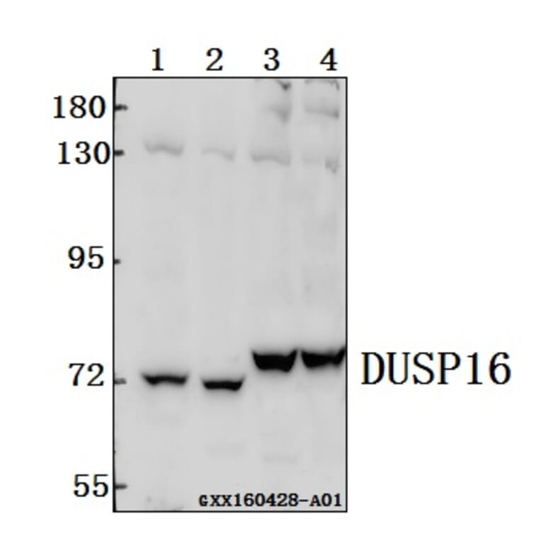 Anti-DUSP16 Antibody from Bioworld Technology (BS61547) - Antibodies.com