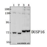 Anti-DUSP16 Antibody from Bioworld Technology (BS61547) - Antibodies.com