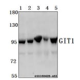 Anti-GIT1 Antibody from Bioworld Technology (BS61548) - Antibodies.com