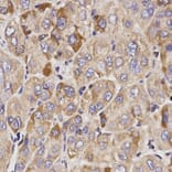 Anti-GAS2 Antibody from Bioworld Technology (BS6155) - Antibodies.com