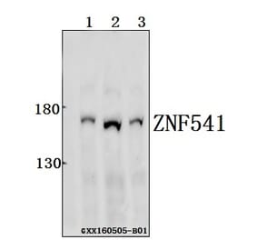 Anti-ZNF541 Antibody from Bioworld Technology (BS61550) - Antibodies.com