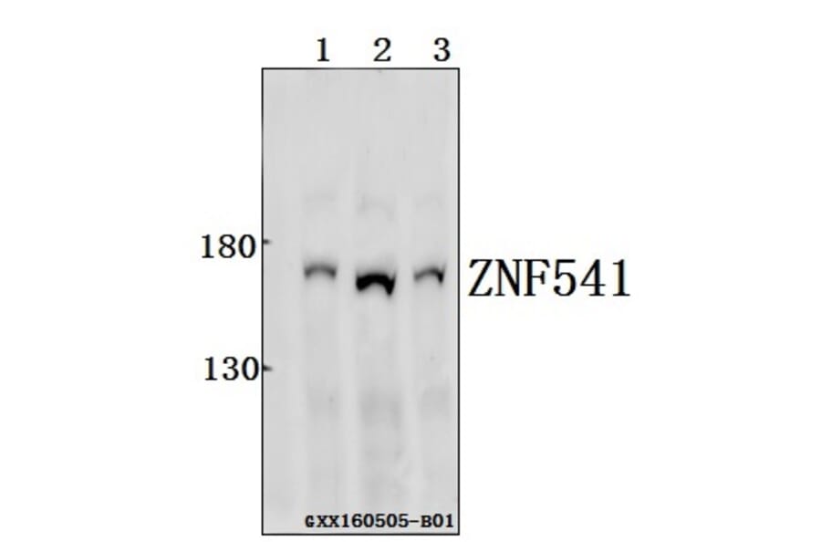 Anti-ZNF541 Antibody from Bioworld Technology (BS61550) - Antibodies.com