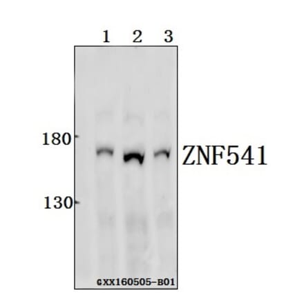 Anti-ZNF541 Antibody from Bioworld Technology (BS61550) - Antibodies.com