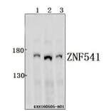 Anti-ZNF541 Antibody from Bioworld Technology (BS61550) - Antibodies.com