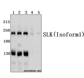 Anti-SLK Antibody from Bioworld Technology (BS61551) - Antibodies.com