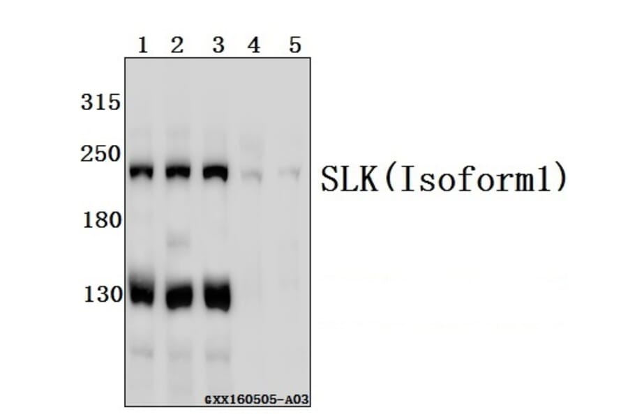 Anti-SLK Antibody from Bioworld Technology (BS61551) - Antibodies.com