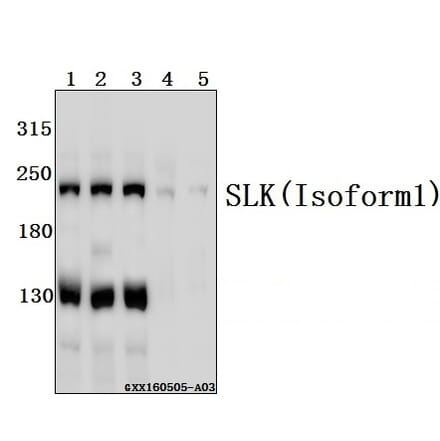 Anti-SLK Antibody from Bioworld Technology (BS61551) - Antibodies.com