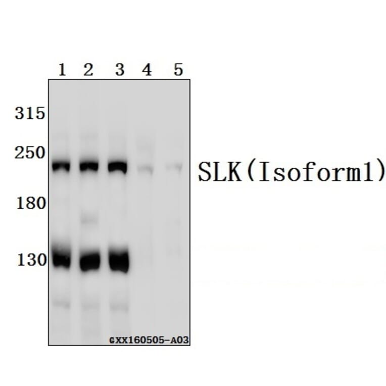 Anti-SLK Antibody from Bioworld Technology (BS61551) - Antibodies.com