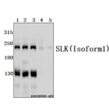 Anti-SLK Antibody from Bioworld Technology (BS61551) - Antibodies.com