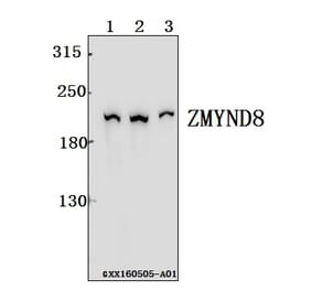 Anti-ZMYND8 Antibody from Bioworld Technology (BS61552) - Antibodies.com