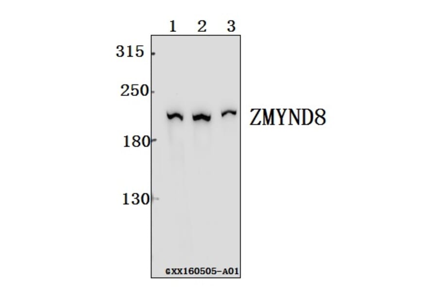 Anti-ZMYND8 Antibody from Bioworld Technology (BS61552) - Antibodies.com