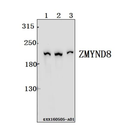 Anti-ZMYND8 Antibody from Bioworld Technology (BS61552) - Antibodies.com
