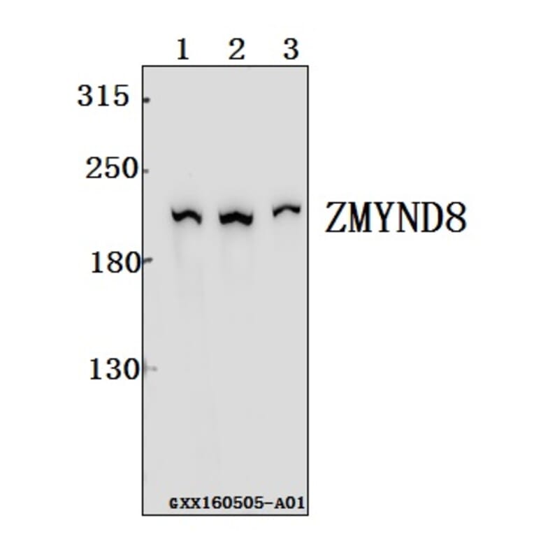 Anti-ZMYND8 Antibody from Bioworld Technology (BS61552) - Antibodies.com