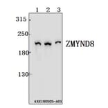 Anti-ZMYND8 Antibody from Bioworld Technology (BS61552) - Antibodies.com