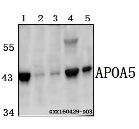 Anti-APOA5 Antibody from Bioworld Technology (BS61553) - Antibodies.com