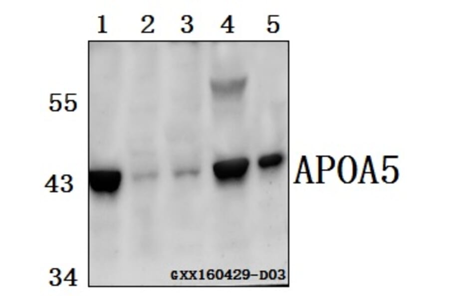 Anti-APOA5 Antibody from Bioworld Technology (BS61553) - Antibodies.com