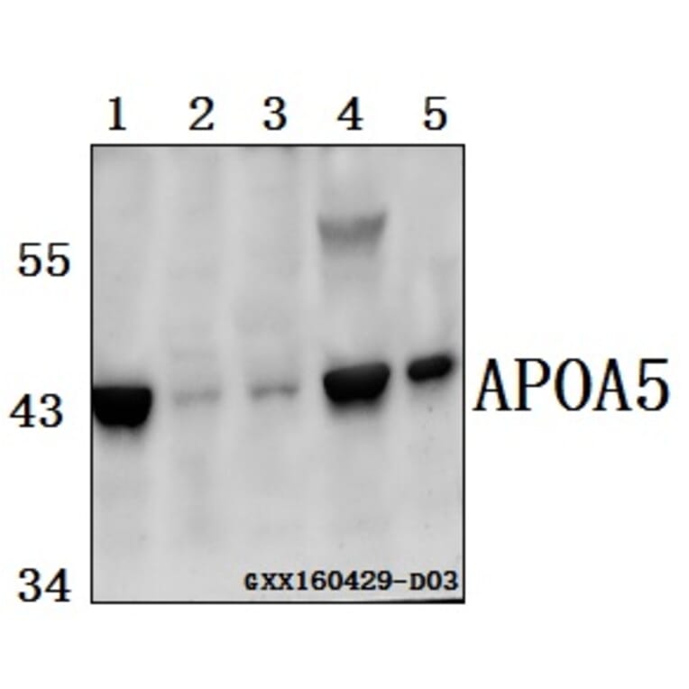 Anti-APOA5 Antibody from Bioworld Technology (BS61553) - Antibodies.com