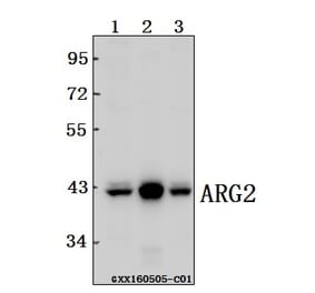 Anti-ARG2 Antibody from Bioworld Technology (BS61554) - Antibodies.com
