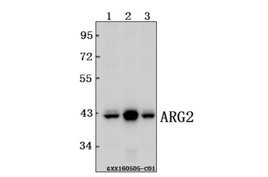 Anti-ARG2 Antibody from Bioworld Technology (BS61554) - Antibodies.com