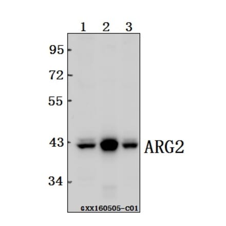 Anti-ARG2 Antibody from Bioworld Technology (BS61554) - Antibodies.com