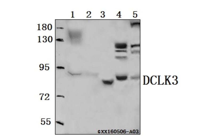 Anti-DCLK3 Antibody from Bioworld Technology (BS61555) - Antibodies.com