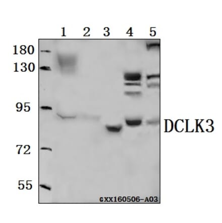 Anti-DCLK3 Antibody from Bioworld Technology (BS61555) - Antibodies.com