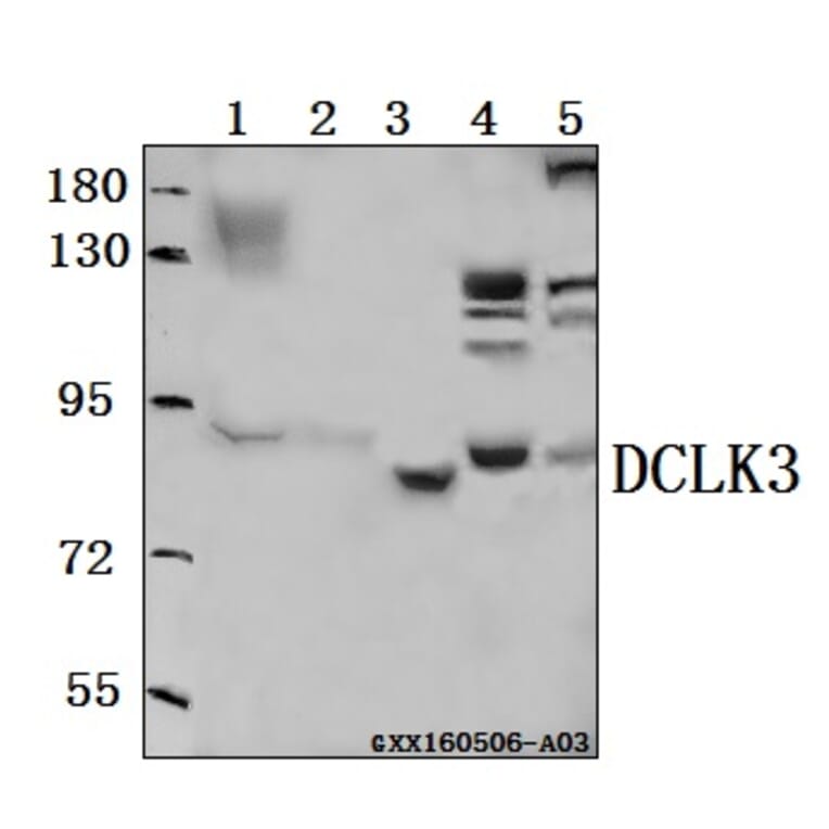 Anti-DCLK3 Antibody from Bioworld Technology (BS61555) - Antibodies.com