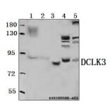 Anti-DCLK3 Antibody from Bioworld Technology (BS61555) - Antibodies.com