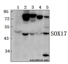 Anti-SOX17 Antibody from Bioworld Technology (BS61556) - Antibodies.com