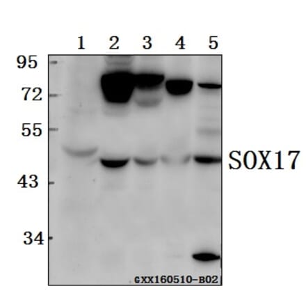 Anti-SOX17 Antibody from Bioworld Technology (BS61556) - Antibodies.com