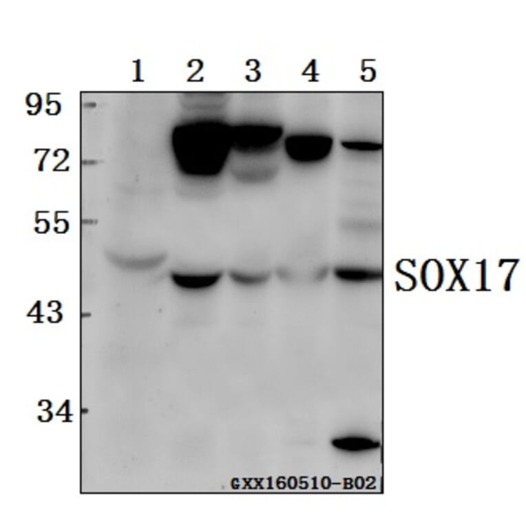 Anti-SOX17 Antibody from Bioworld Technology (BS61556) - Antibodies.com