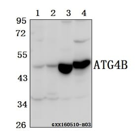Anti-ATG4B Antibody from Bioworld Technology (BS61557) - Antibodies.com