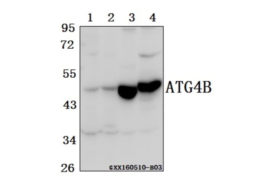 Anti-ATG4B Antibody from Bioworld Technology (BS61557) - Antibodies.com