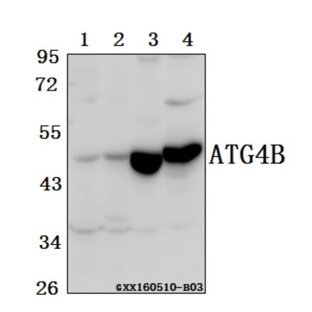 Anti-ATG4B Antibody from Bioworld Technology (BS61557) - Antibodies.com