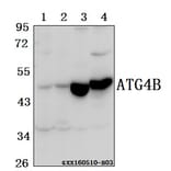 Anti-ATG4B Antibody from Bioworld Technology (BS61557) - Antibodies.com