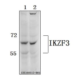 Anti-IKZF3 Antibody from Bioworld Technology (BS61559) - Antibodies.com