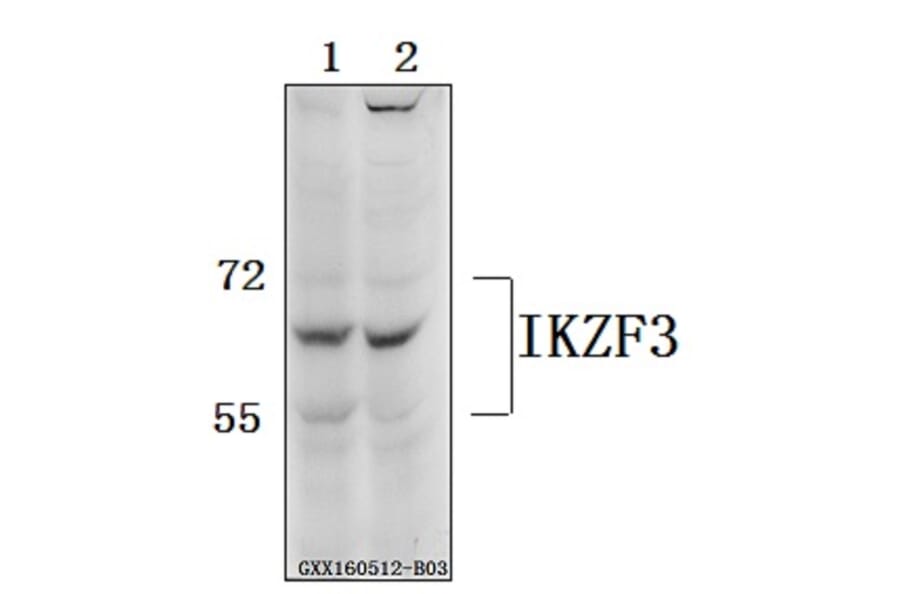 Anti-IKZF3 Antibody from Bioworld Technology (BS61559) - Antibodies.com