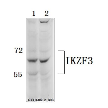 Anti-IKZF3 Antibody from Bioworld Technology (BS61559) - Antibodies.com