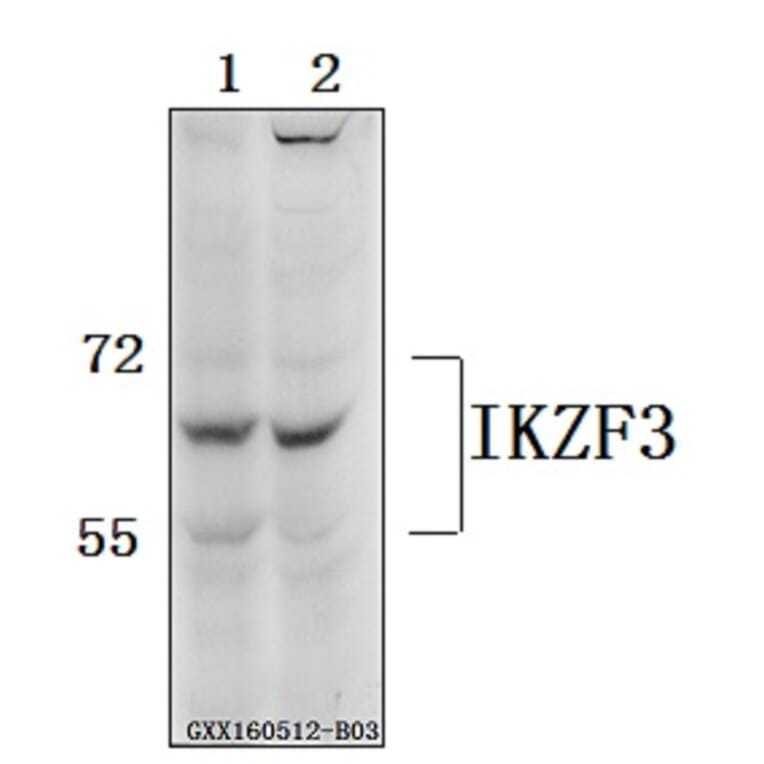 Anti-IKZF3 Antibody from Bioworld Technology (BS61559) - Antibodies.com