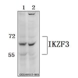 Anti-IKZF3 Antibody from Bioworld Technology (BS61559) - Antibodies.com