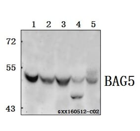 Anti-BAG5 Antibody from Bioworld Technology (BS61560) - Antibodies.com