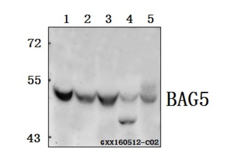 Anti-BAG5 Antibody from Bioworld Technology (BS61560) - Antibodies.com